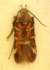 Pancalia sp.